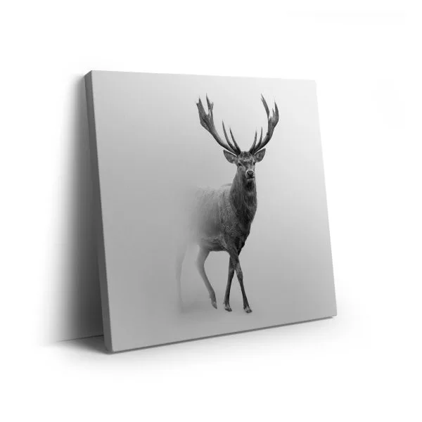 Grey deer snow