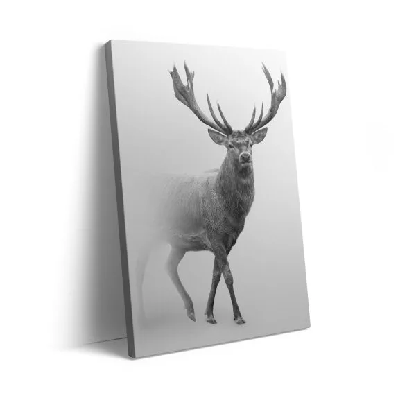 Grey deer snow