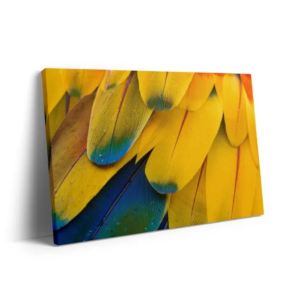 Yellow blue feathers