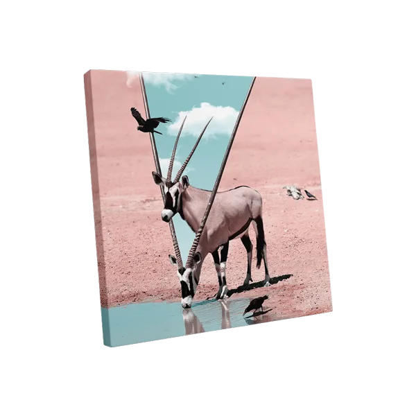 Deer drink water